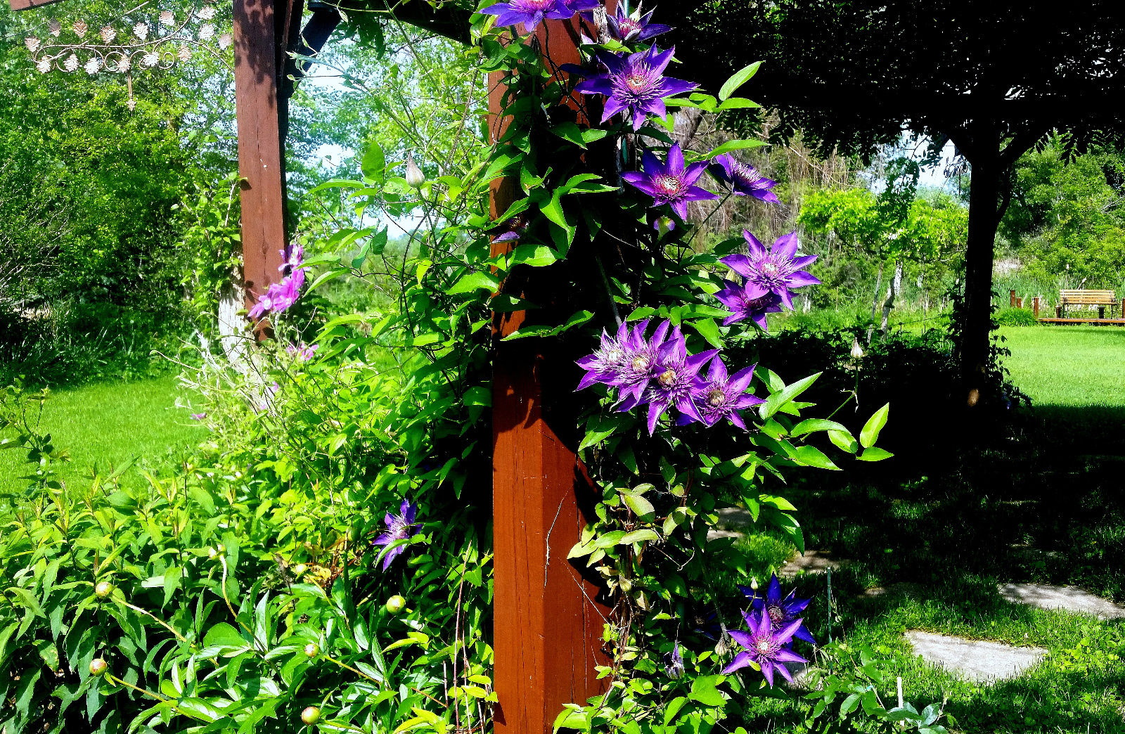 CLEMATIS CLIMBS POST